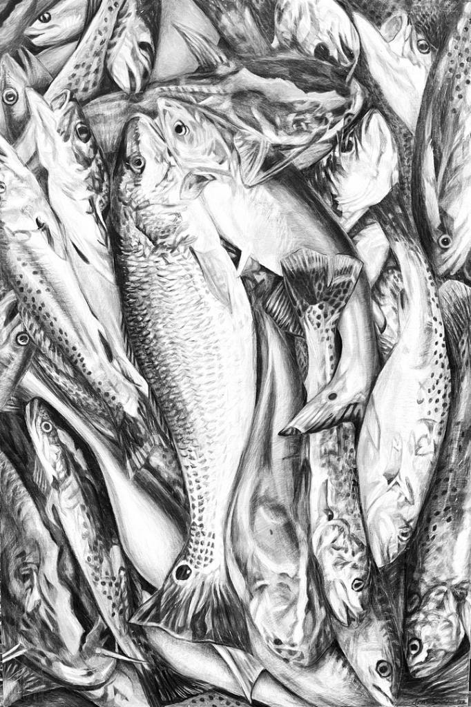 Black and white pencil drawing of fish